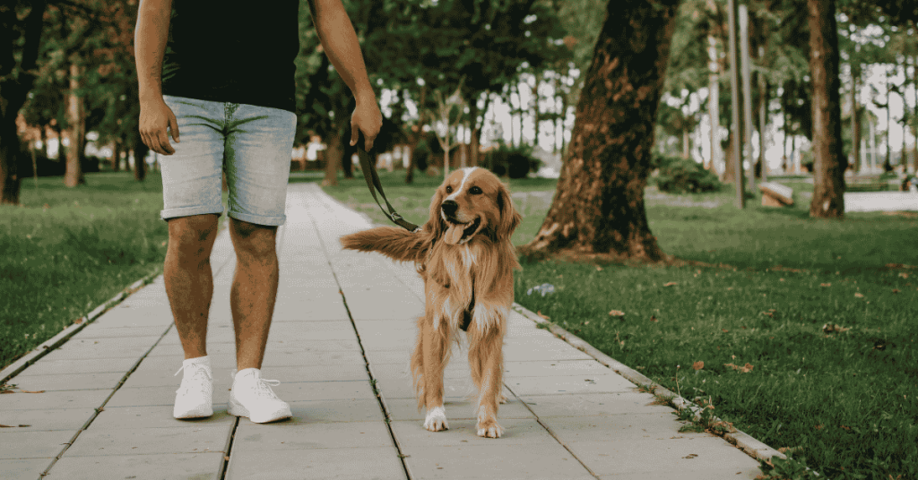 Why Midday Dog Walks Are a Lifesaver During Houston's Hottest Months