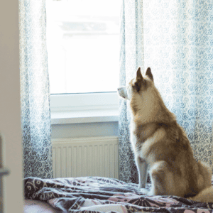 7 Common Pet Parent Problems Solved dog waiting by door in Katy, TX