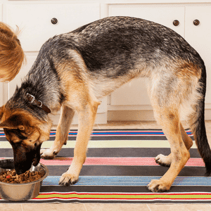 back to school routines dogs in Houston, TX