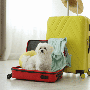 7 Common Pet Parent Problems Solved dog  in a suitcase in Katy, TX