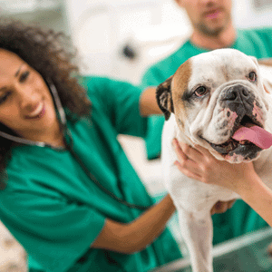 dog at veterinarian in Katy/West Houston, TX