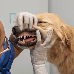 dog at veterinarian in Katy/West Houston, TX