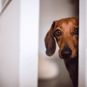 dog with separation anxiety in Katy, Texas
