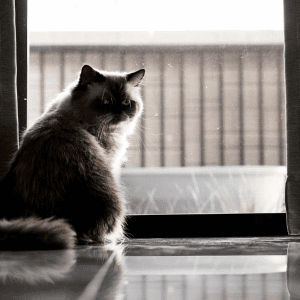 cat in a Fulshear, TX home