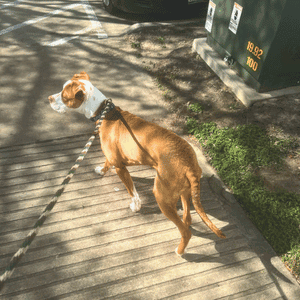 dog on a walk in Katy/Fulshear, TX with Animal Admiration Pet Care