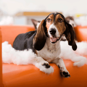 dog in katy, Texas home