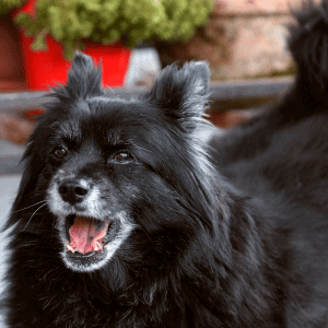 dog in Katy, TX