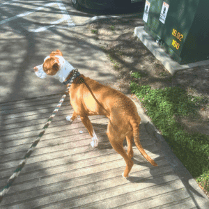 happy dog on a walk with Animal Admiration Pet Care dog walker