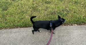 dog on a walk in Katy/Fulshear, TX with Animal Admiration Pet Care