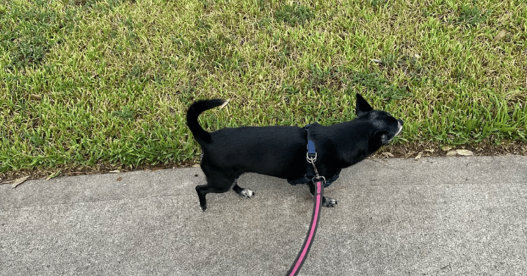 dog on a walk in Katy/Fulshear, TX with Animal Admiration Pet Care