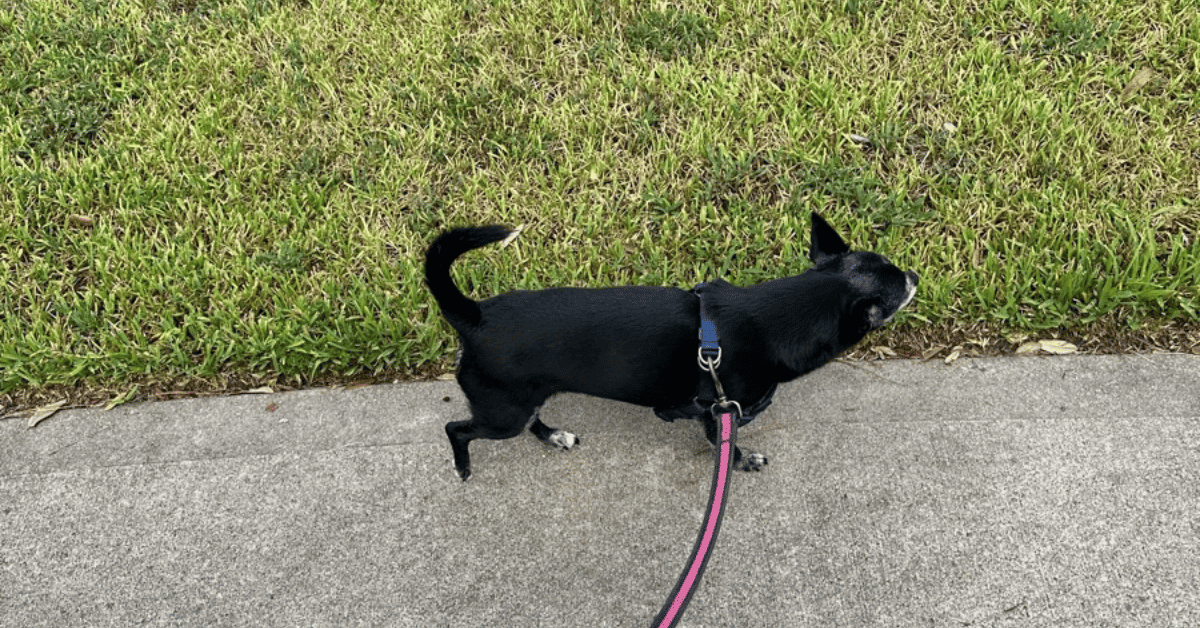 dog on a walk in Katy/Fulshear, TX with Animal Admiration Pet Care