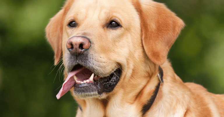 Midday Dog Walks Help Dogs with Separation Anxiety and Back-to-School