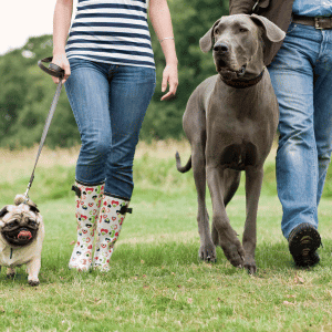 on-the-job training at Animal Admiration Pet Care dog walking