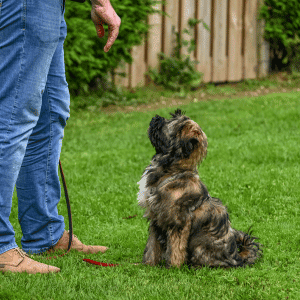 Animal Admiration Pet Care dog walking with a dog walker