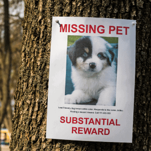 missing pet poster Katy, TX