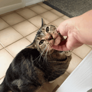 cat with Animal Admiration Pet Care cat sitter in Katy, Texas