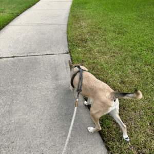 dog on a walk with Animal Admiration Pet Care dog walker in Katy, Texas