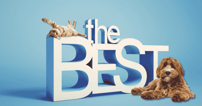 We Are the Best of Katy 2026! 5 Things That Make Our Approach to Professional Pet Care Special To join the Animal Admiration family, please contact us at info@animaladmiration.com or (281) 391-1015 to learn about our in-home pet care services. Existing clients, schedule your pet care visits here. If you are outside our above-listed areas, please visit Pet Sitters International or the National Association of Professional Pet Sitters to find a professional pet care provider near you.