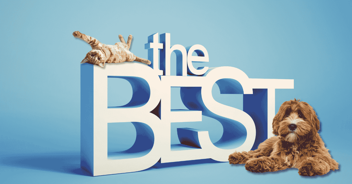 We Are the Best of Katy 2026! 5 Things That Make Our Approach to Professional Pet Care Special To join the Animal Admiration family, please contact us at info@animaladmiration.com or (281) 391-1015 to learn about our in-home pet care services. Existing clients, schedule your pet care visits here. If you are outside our above-listed areas, please visit Pet Sitters International or the National Association of Professional Pet Sitters to find a professional pet care provider near you.